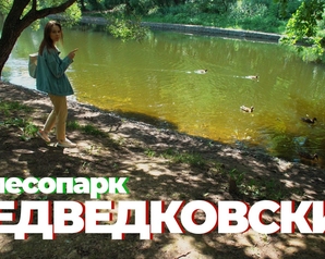 Зеленые провели проверку Медведковского лесопарка